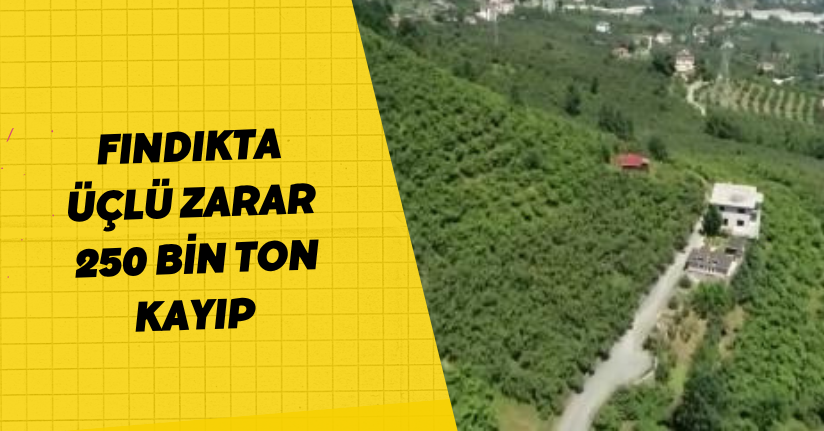  Fındıkta üçlü zarar; 250 bin ton kayıp