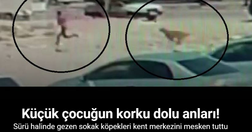 Sayıları 10’u bulan sokak köpekleri çocuğa korku dolu anlar yaşattı