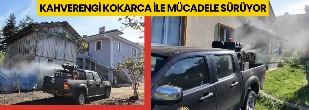 Kahverengi Kokarca İle Mücadele Sürüyor