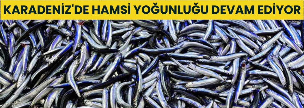 Karadeniz'de Hamsi Yoğunluğu Devam Ediyor