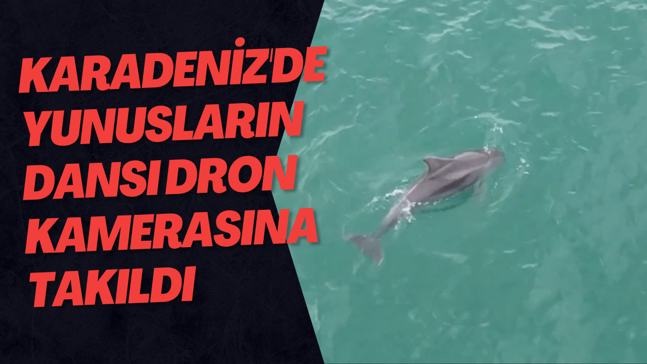 Karadeniz'de Yunusların Dansı Dron Kamerasına Takıldı