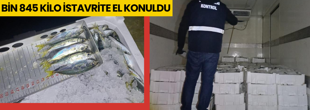 Yasal boy denetimi: Bin 845 kilo istavrite el konuldu