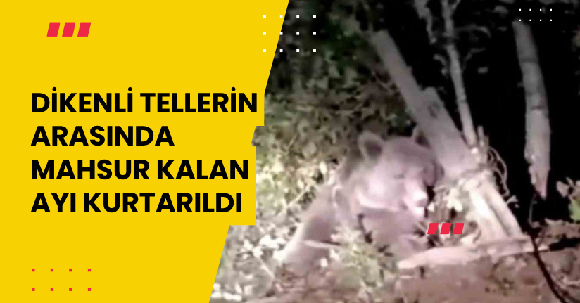 Dikenli tellerin arasında mahsur kalan ayı kurtarıldı
