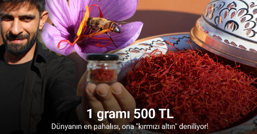 Dünyanın en pahalı baharatı safranın 1 gramı 500 TL