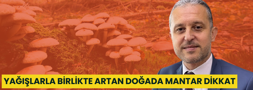Yağışlarla Birlikte Artan Doğada Mantar Dikkat