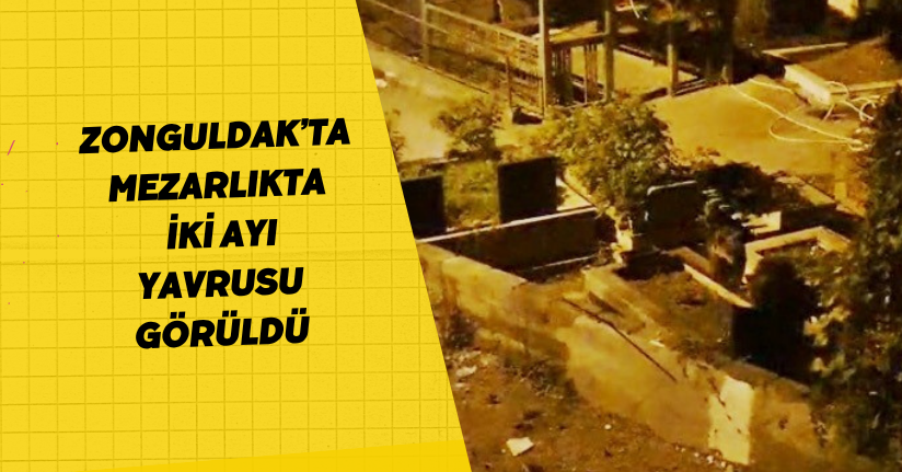 Zonguldak’ta mezarlıkta iki ayı yavrusu görüldü