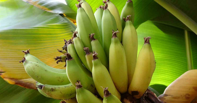 Karadeniz’de muz ve mango yetişiyor