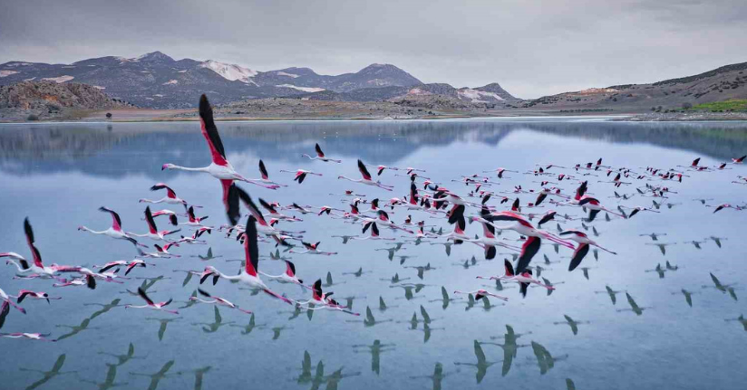 2 yıl önceye kadar flamingoları ağırlayan gölde şimdi sadece ayak izleri kaldı