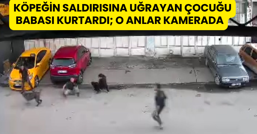 Köpeğin saldırısına uğrayan çocuğu babası kurtardı; o anlar kamerada