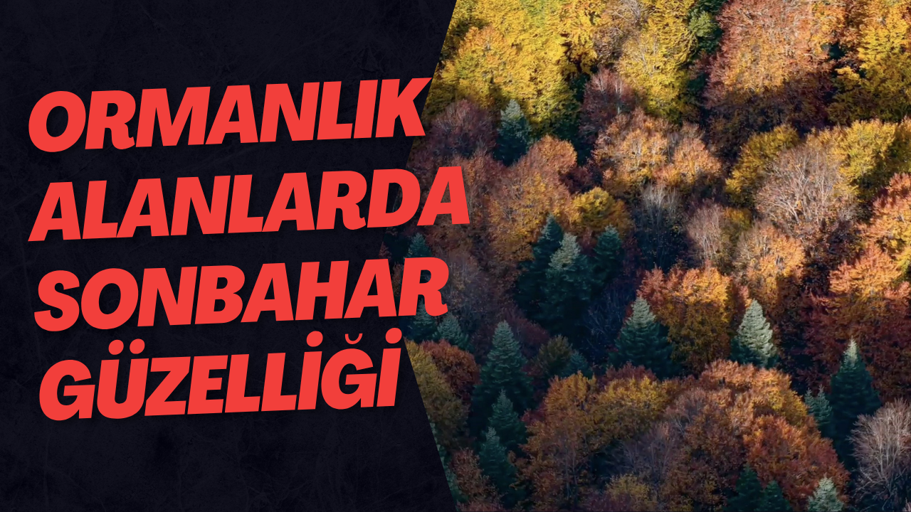 Ormanlık Alanlarda Sonbahar Güzelliği