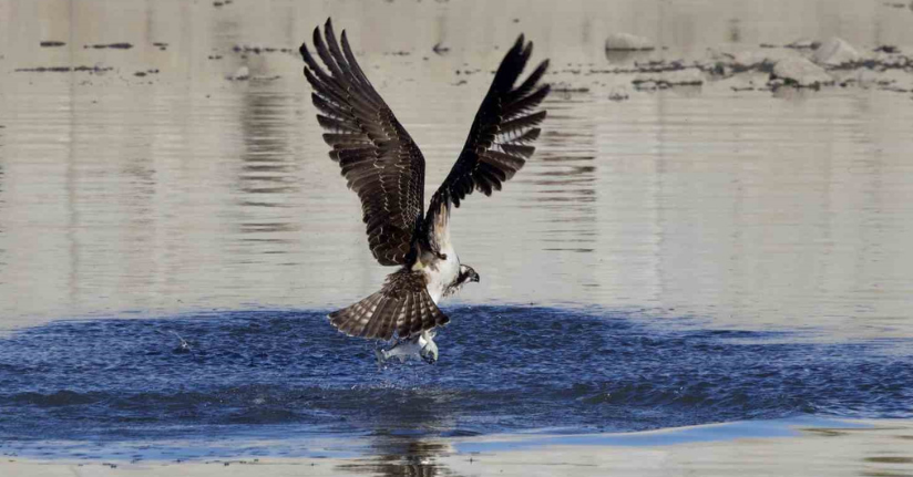 Kastamonu’da kuş fotoğrafçıları avlanan balık kartallarını görüntüledi