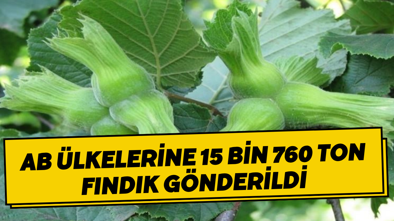AB Ülkelerine 15 Bin 760 Ton Fındık Gönderildi