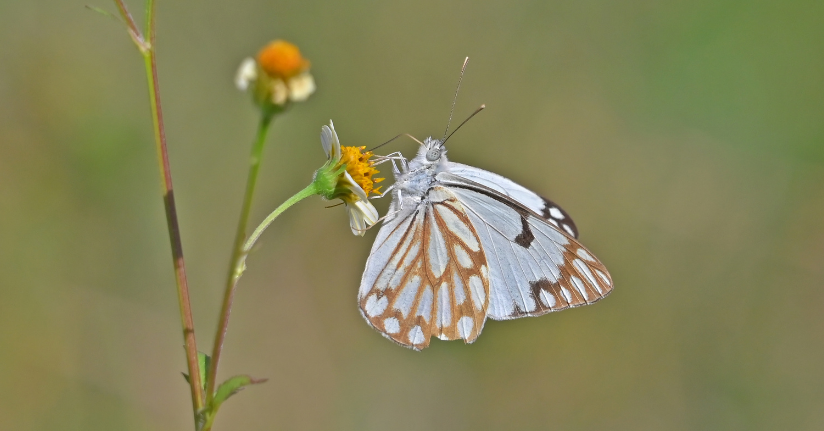 Güneydoğu’da ‘beyaz öncü kelebek’ zamanı