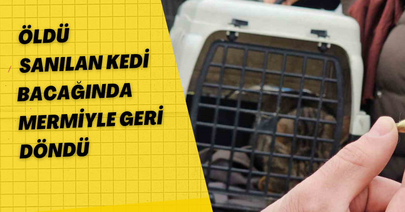 Öldü  sanılan kedi, bacağında mermiyle geri döndü