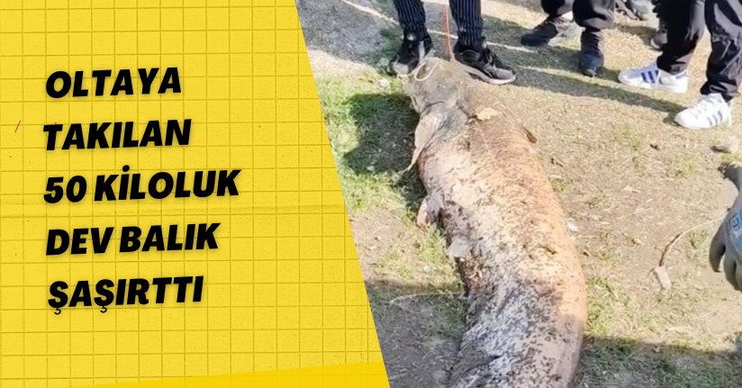 Oltaya Takılan 50 Kiloluk Dev Balık Şaşırttı