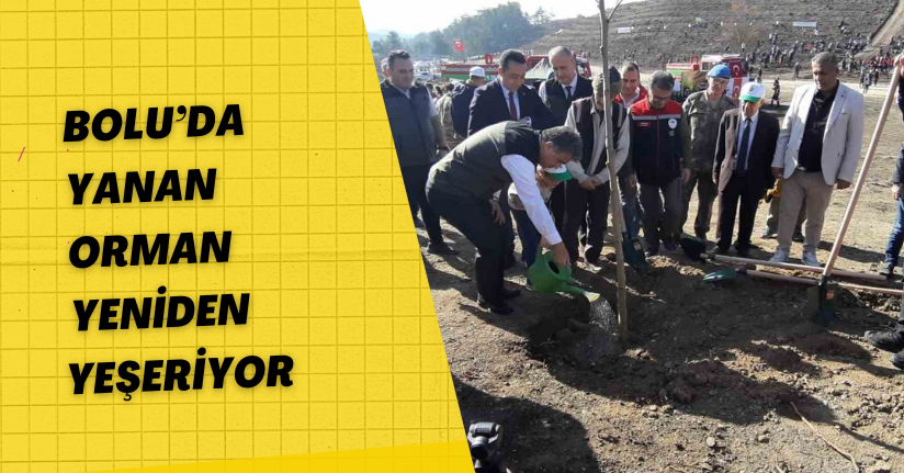 Bolu’da yanan orman yeniden yeşeriyor