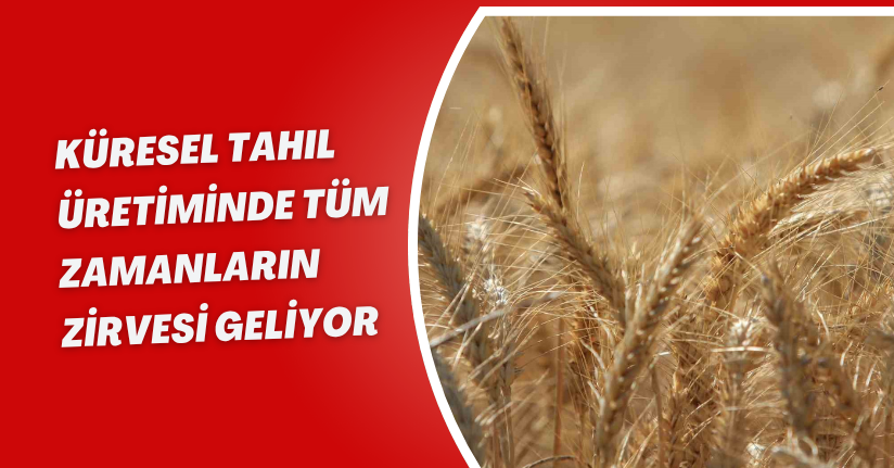Küresel tahıl üretiminde tüm zamanların zirvesi geliyor