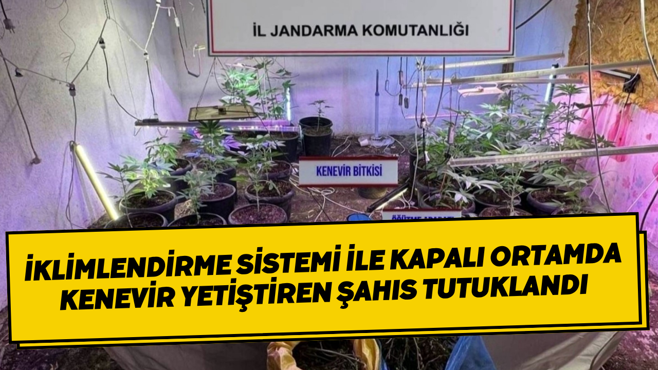 İklimlendirme Sistemi İle Kapalı Ortamda Kenevir Yetiştiren Şahıs Tutuklandı