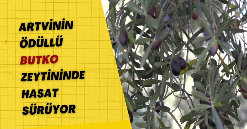 Artvin’in ödüllü ‘Butko’ zeytininde hasat sürüyor