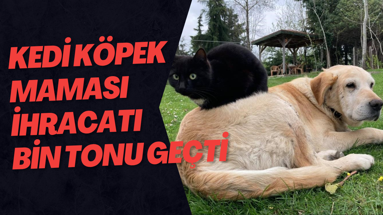 Kedi Köpek Maması İhracatı Bin Tonu Geçti