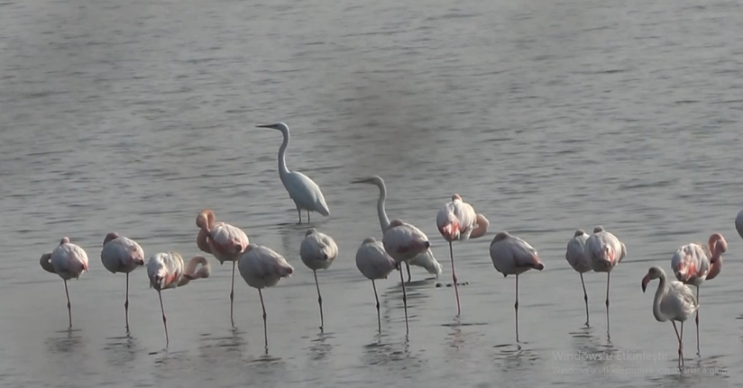 Hersek Lagünü'nün gözde misafirleri flamingolar