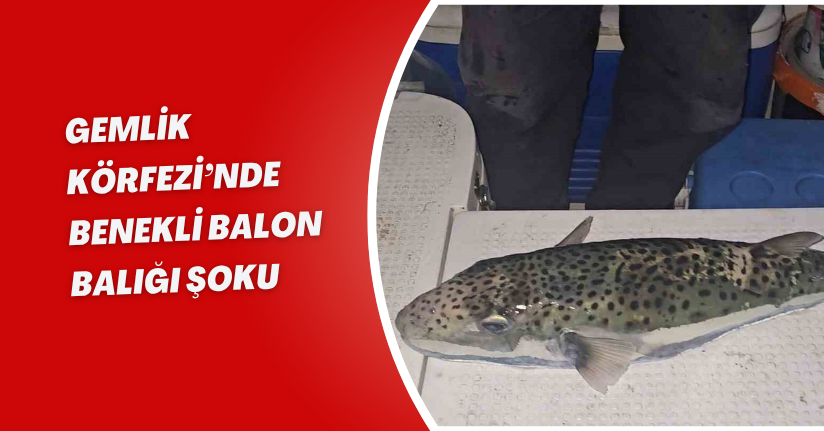 Gemlik Körfezi’nde benekli balon balığı şoku