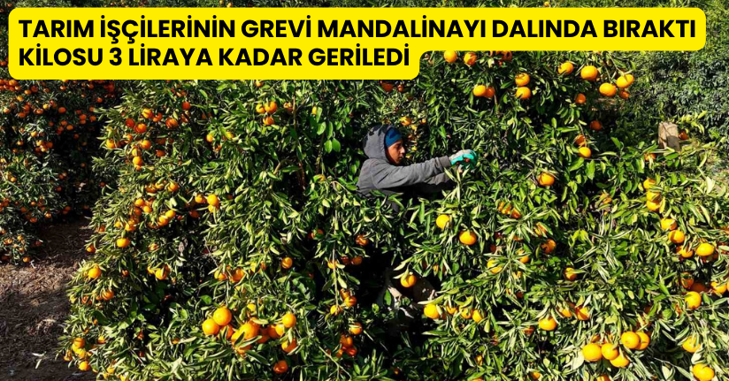 Tarım işçilerinin grevi mandalinayı dalında bıraktı: Kilosu 3 liraya kadar geriledi