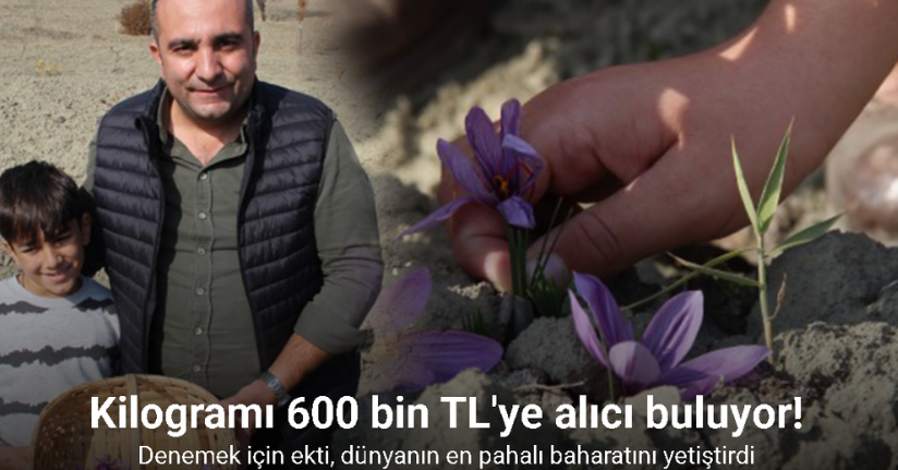 Denemek için ekti, 250 metrekarelik tarlasında dünyanın en pahalı baharatını yetiştirdi