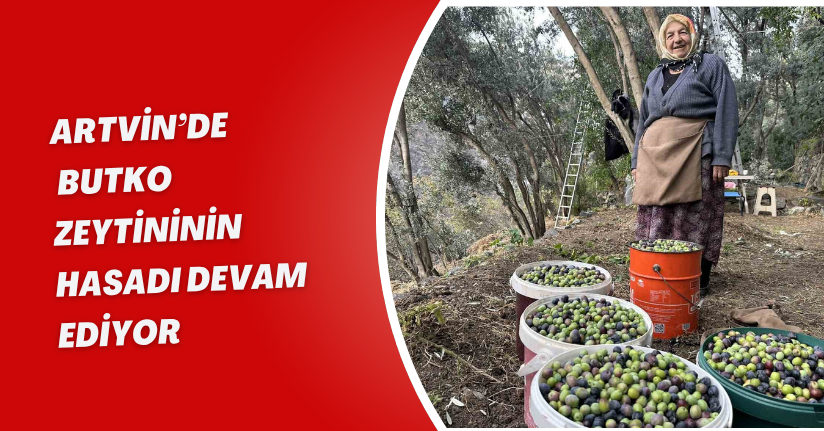 Artvin’de Butko Zeytininin hasadı devam ediyor