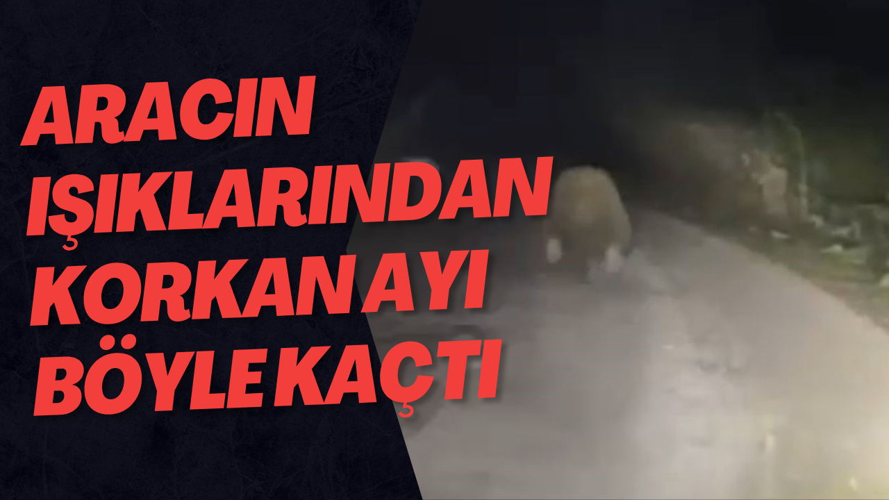 Aracın Işıklarından Korkan Ayı Böyle Kaçtı