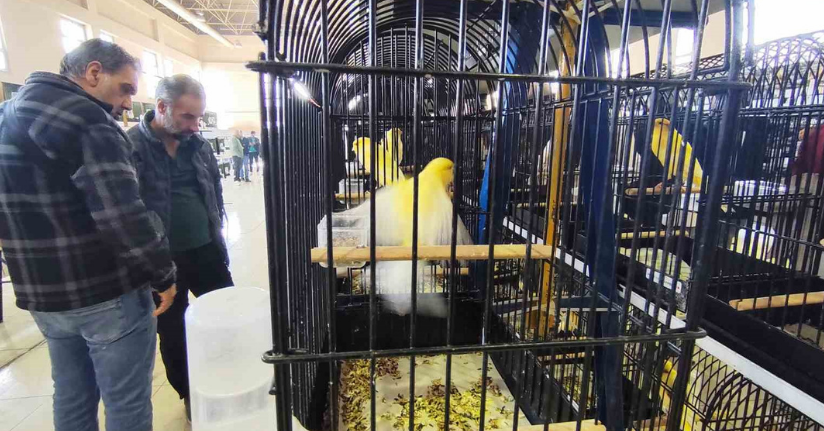 Manisa’da 3 bin kanarya yarıştı