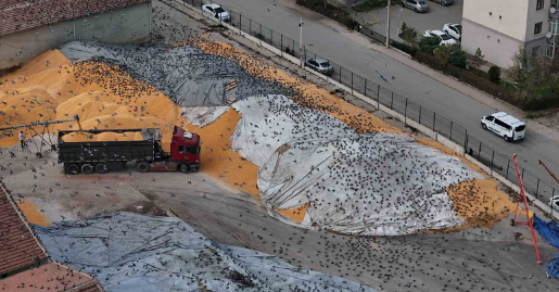 Güvercinler için adeta açık büfe