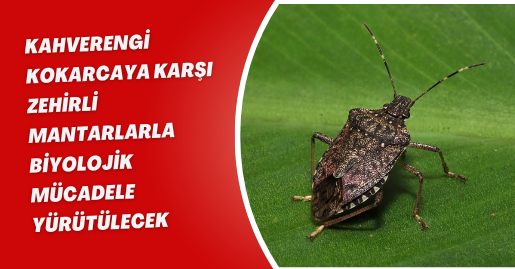Kahverengi kokarcaya karşı zehirli mantarlarla biyolojik mücadele yürütülecek