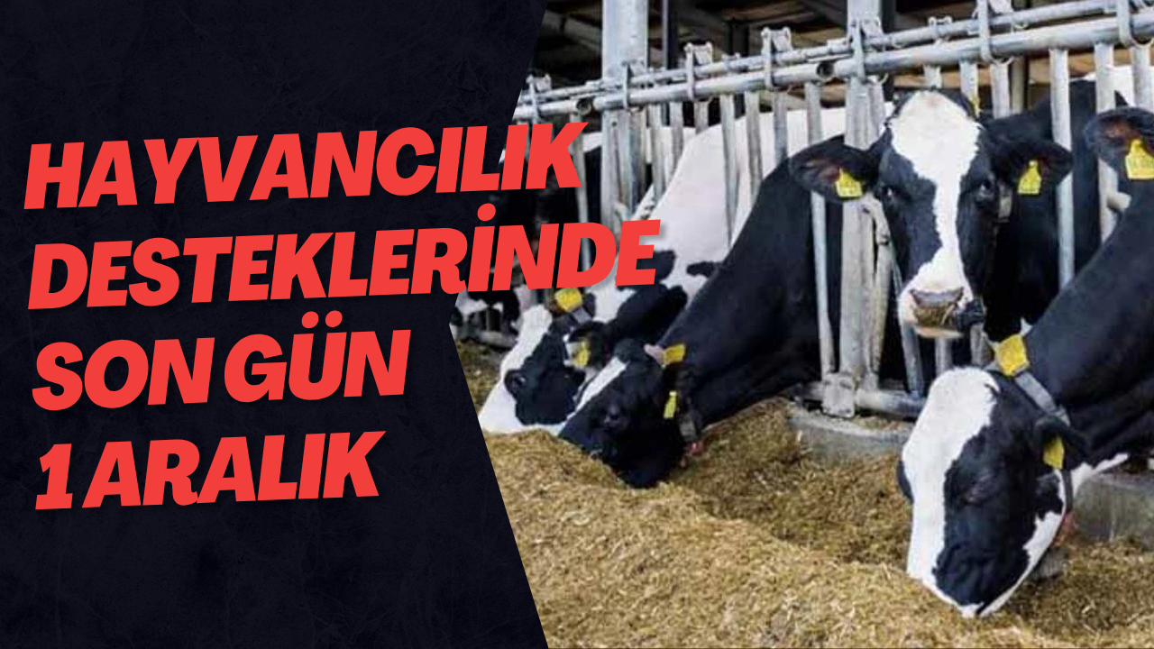 Hayvancılık Desteklerinde Son Gün 1 Aralık