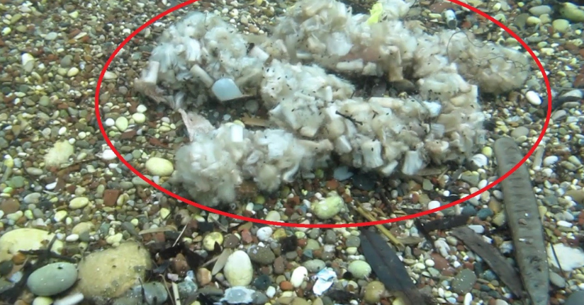 Sigara izmaritleri denizde pamuk tarlasına dönüştü