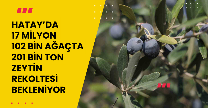 Hatay’da 17 milyon 102 bin ağaçta, 201 bin ton zeytin rekoltesi bekleniyor