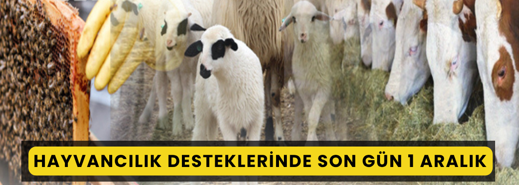 Hayvancılık Desteklerinde Son Gün 1 Aralık