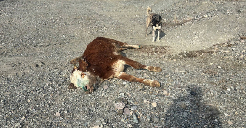 Erzincan’da tehlikeli sorumsuzluk: Şaplı hayvanlar meraya atıldı