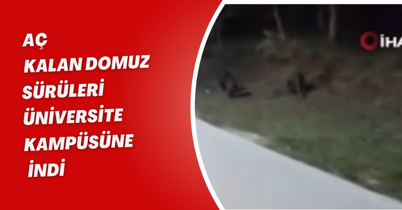  Aç kalan domuz sürüleri, üniversite kampüsüne indi