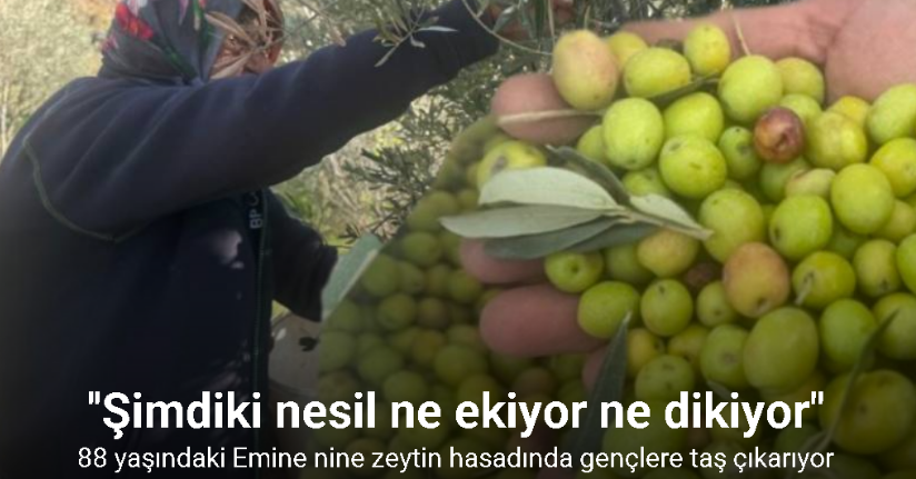 88 yaşındaki Emine nine zeytin hasadında