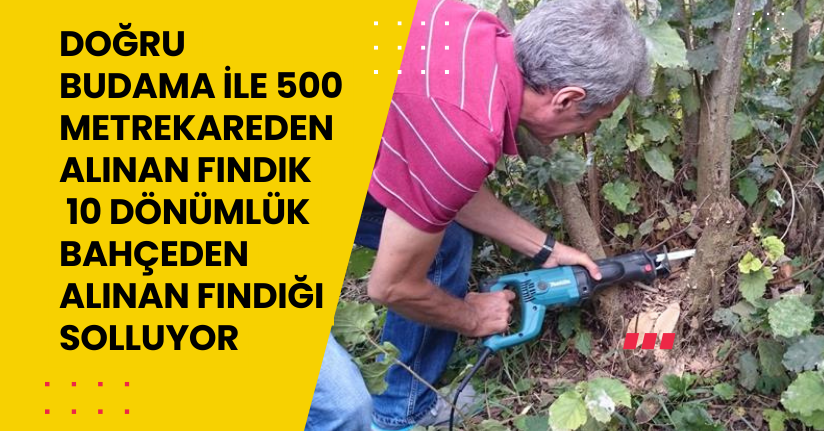 Doğru budama ile 500 metrekareden alınan fındık, 10 dönümlük bahçeden alınan fındığı solluyor