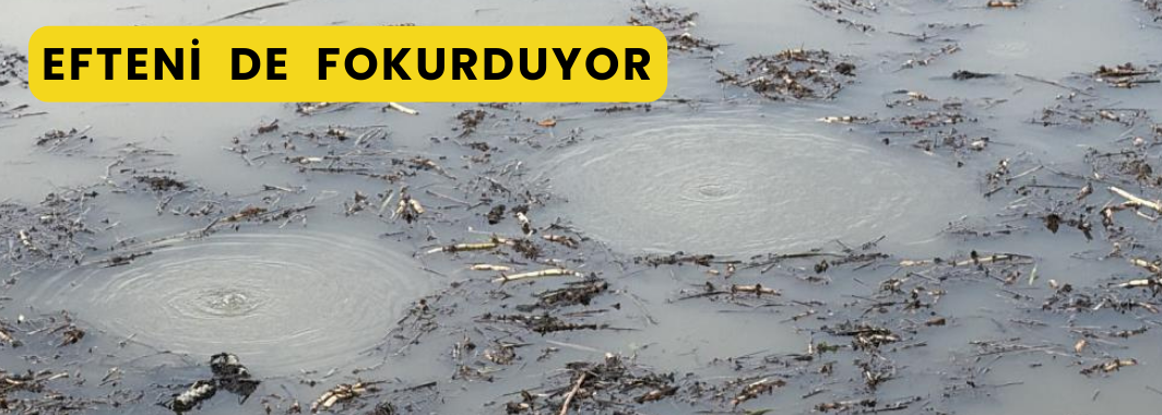 Sapanca Gölü’nden sonra bir korkutan görüntü de Efteni Gölü’nde oluştu