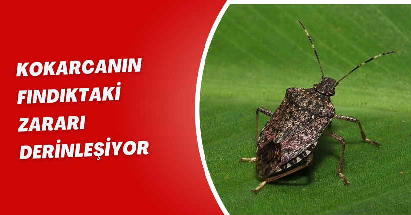 Kokarcanın fındıktaki zararı derinleşiyor