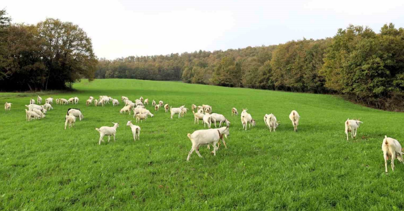 Süt otu desteği meraları yeşertti, maliyetleri düşürdü