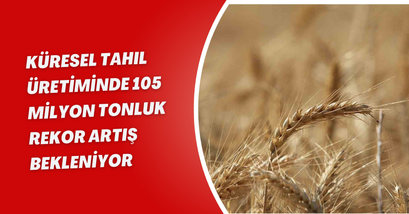 Küresel tahıl üretiminde 105 milyon tonluk rekor artış bekleniyor