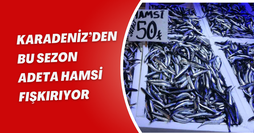 Karadeniz’den bu sezon adeta hamsi fışkırıyor