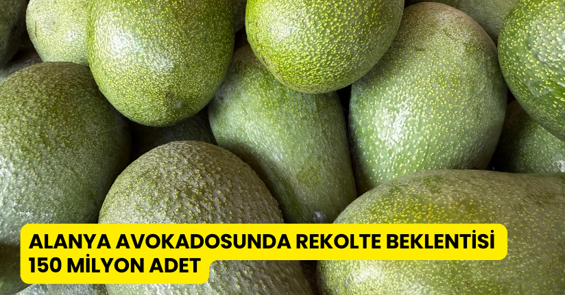 Alanya avokadosunda rekolte beklentisi 150 milyon adet
