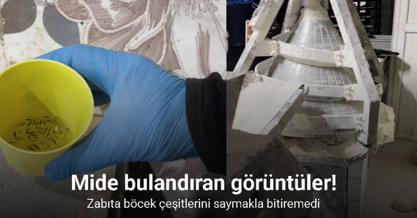 Fırın denetiminde mide bulandıran görüntüler, zabıta böcek çeşitlerini saymakla bitiremedi