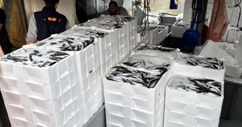 Marmara'da lodos dindi; Tekirdağlı balıkçılar, 600 kasa balık avladıMarmara'da lodos dindi; Tekirdağlı balıkçılar, 600 kasa balık avladı