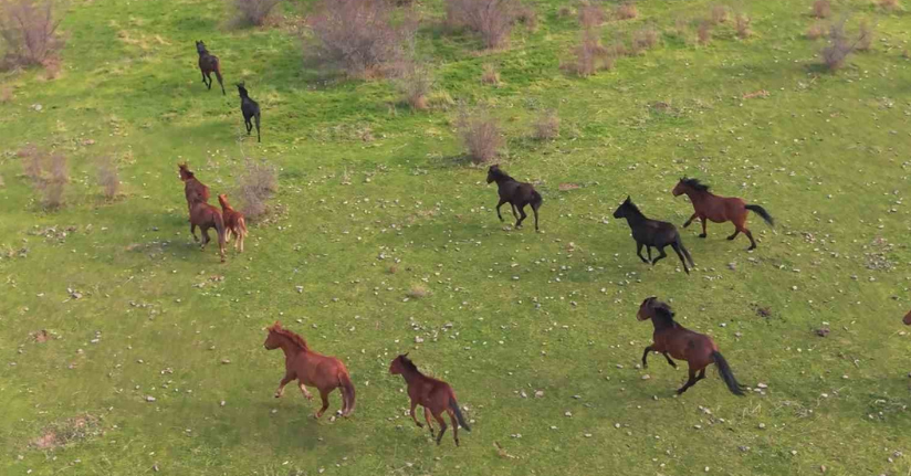 Eskişehir’deki yılkı atların özgür halleri havadan görüntülendi